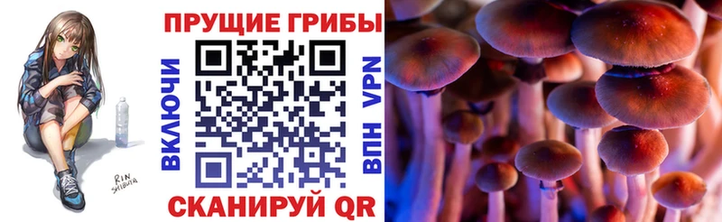 Купить закладки  Кинешма  Псилоцибиновые грибы Psilocybe 
